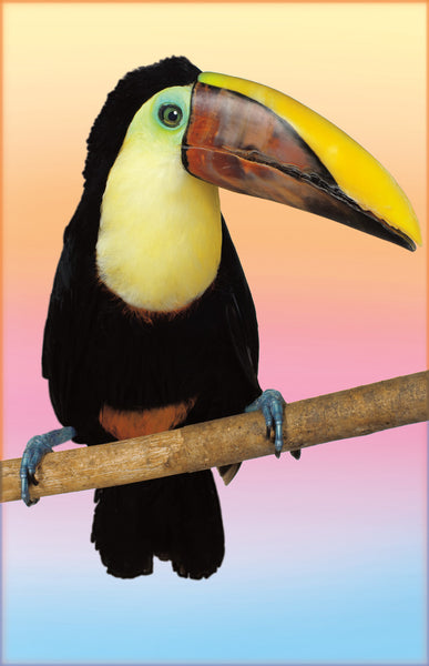 Toucan Note Card